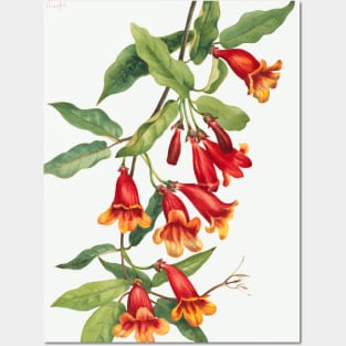 Crossvine By Mary Vaux Walcott Posters and Art